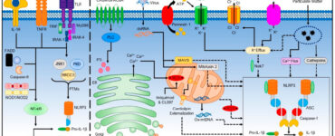 Pathways for NLRP3 inflammasome activation